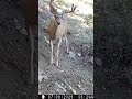 Mule Deer Buck in Los Padres National Forest | California Hunting Zone D13 Scouting Footage