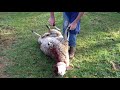 como carnear ovelha(vídeo repostado)