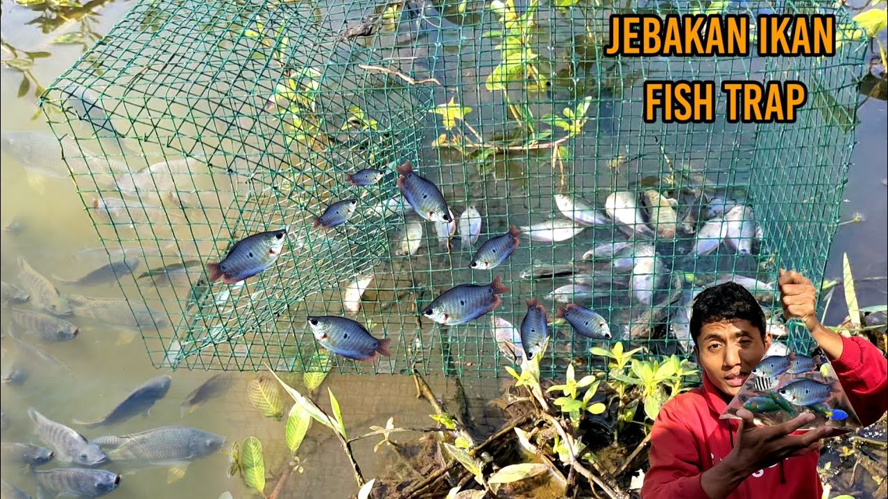 membuat jebakan kawat dan mencobanya ternyata dapat ikan banyak