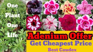 Cheapest Adenium Plant Online Shopping With Mewholesale And Retailadenium plants flowers