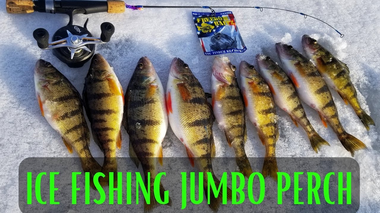 Ice Fishing For Jumbo Perch 