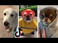 More Funny Dogs of TikTok to Brighten Up Your Day 🐶🥰