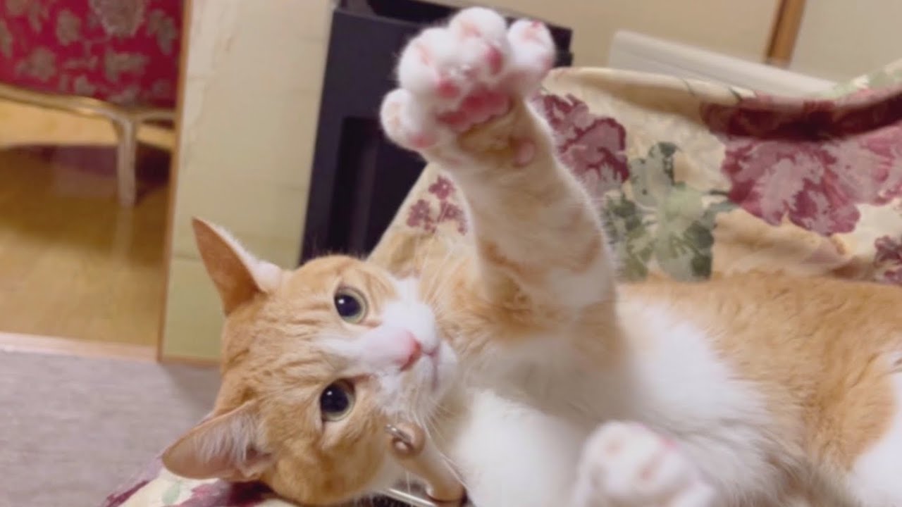 猫パンチを連打する凶暴猫が可愛すぎたw - YouTube