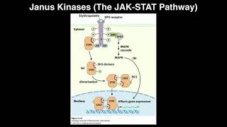 Biosignaling | Janus Kinases/The JAK-STAT Pathway