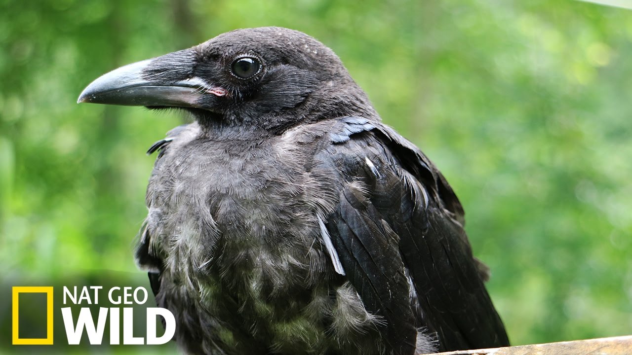 Brandon, l'un des grands corbeaux du zoo d'Upie, a disparu - France Bleu