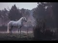 Love Runs Out ( Equestrian Music Video )