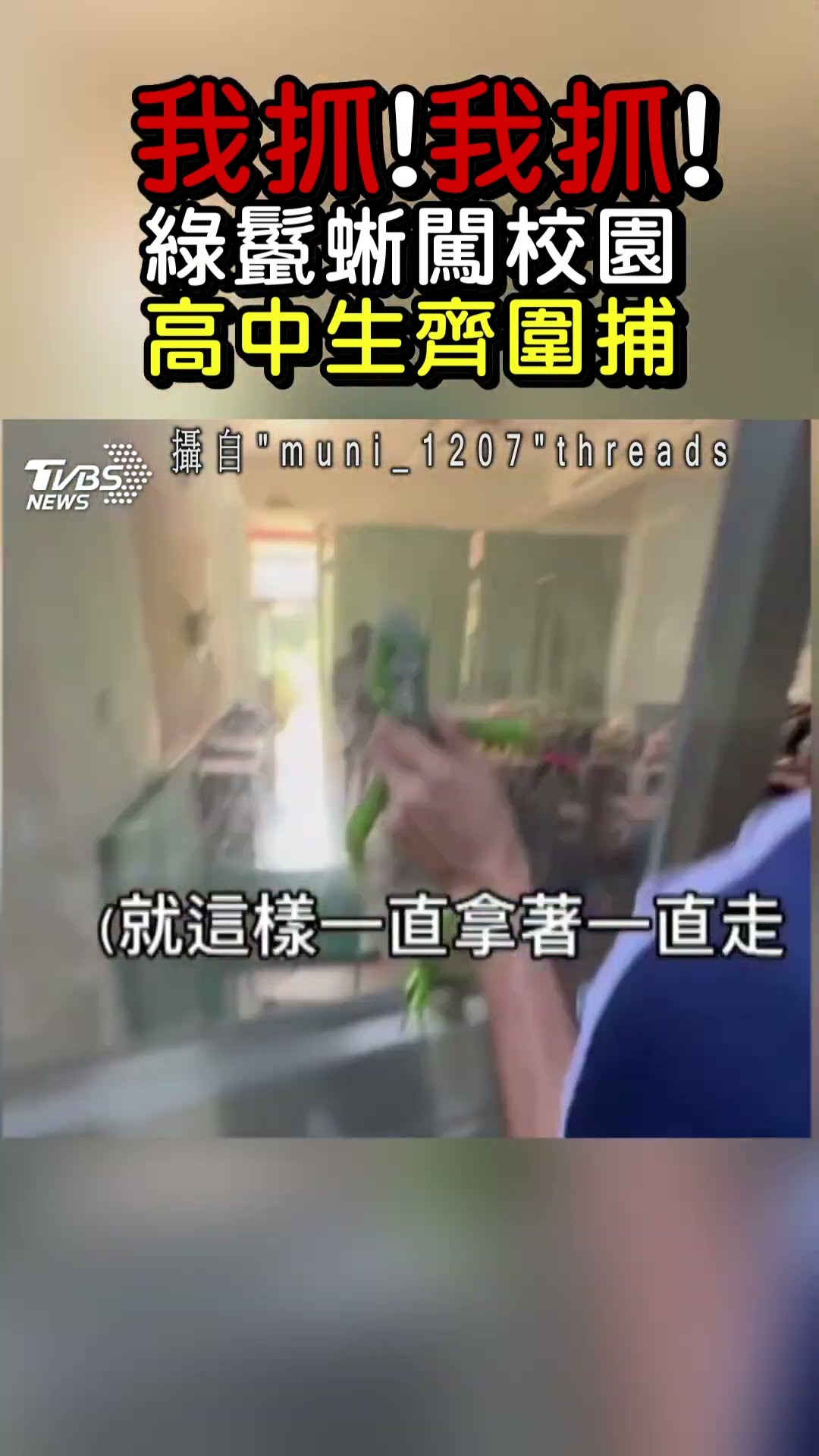我抓!我抓!綠鬣蜥闖校園 高中生齊圍捕｜TVBS新聞 #shorts@TVBSNEWS01