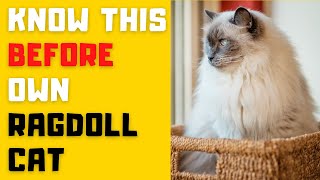 Ragdoll Cat Breed Portrait - What You NEED to Know Before Owning!! by Animals Planet 250 views 2 years ago 7 minutes, 24 seconds