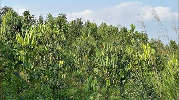 Cây quế văn yên 3 năm tuổi | đất quế yên bái