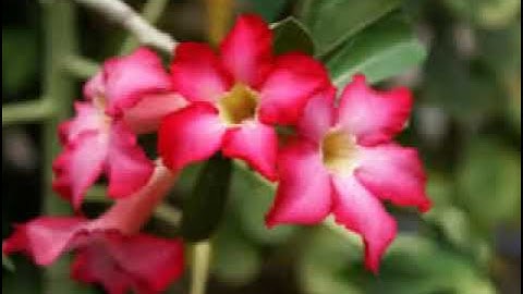 اجمل تلاوة نادرة سورة الكهف للشيخ سعد الغامدي