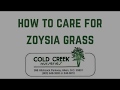 How to Care for Zoysia Grass