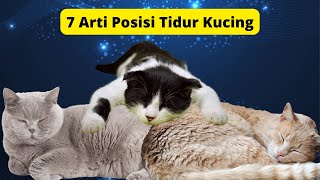 7 Cat Sleeping Positions Explained