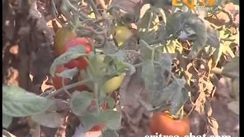 Eritrean Dehay Adi Neberti Gahro Agriculture In The Desert