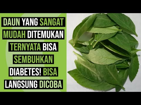 cara-menurunkan-diabetes-dan-kolesterol-dengan-bahan-alami-tanpa-obat,-16-manfaat-daun-sambung-nyawa