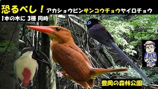 恐るべし1本の木にアカショウビン、サンコウチョウ、ヤイロチョウがとまる兵庫県、豊岡市の奈佐森林公園、うっちー探検発見ほっとけん、内山裕之、2023年7月7日