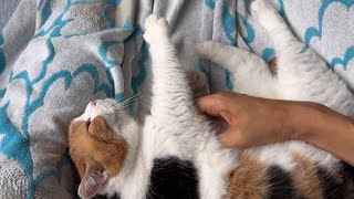 食べちゃう(三毛猫) 三毛猫】とにかくものすごく甘えたいミケ（2025年8月14日