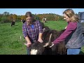 Yak Only Eat 1% of their Body Weight A Day (FarmHer S4 EP21)