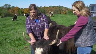 Yak Only Eat 1% of their Body Weight A Day (FarmHer S4 EP21)