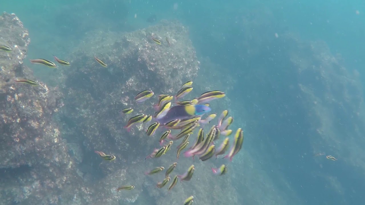 Snorkeling Quepos Costa Rica YouTube