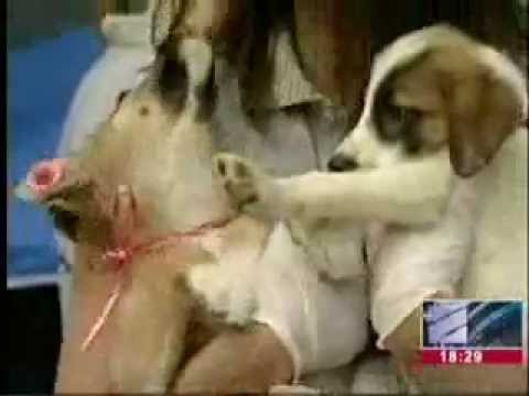 ძაღლექბის გაჩუქების აქცია