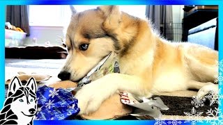 DOGS OPEN CHRISTMAS PRESENTS 🎄 Santa Paws | Husky on Christmas