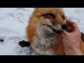 Ли Сяо / Alice the Fox Лиса Алиса (Макс виноват а досталось Белому!!)