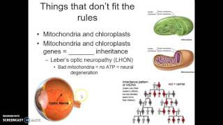 Chromosome, Mapping & Meiosis base Part 2