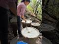 Satisfying Rubber Tree Process Shots Satisfying Shorts Rubbertree Farming
