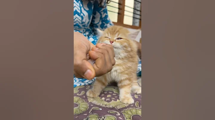 Watch the video about Persian kittens😻7010336196 ❤️#catshorts #catvideos #persiancat #viralvideo #trending #kitten #funny