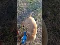 Apbt WORKING