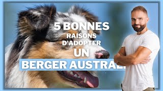 5 bonnes raisons d'adopter un Berger Australien !
