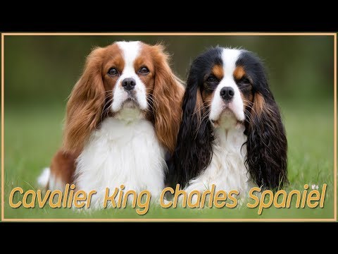 รู้จักสุนัขพันธุ์ คาวาเลียร์ คิง ชาลส์ สแปเนียล (Cavalier King Charles Spaniel) | Perkak Eiei