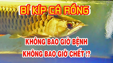 Arowana fish - BÍ KÍP NUÔI CÁ RỒNG KHÔNG BAO GIỜ CHẾT - KHÔNG BAO GIỜ BỆNH#arowana #kinhnghiem