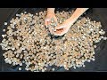 LARGEST COIN CACHE FOUND IN CANADA, metal detecting with a Surfmaster PI Dual Field