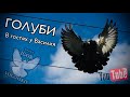 Николаевские голуби. В гостях у Василия 05.04.2021