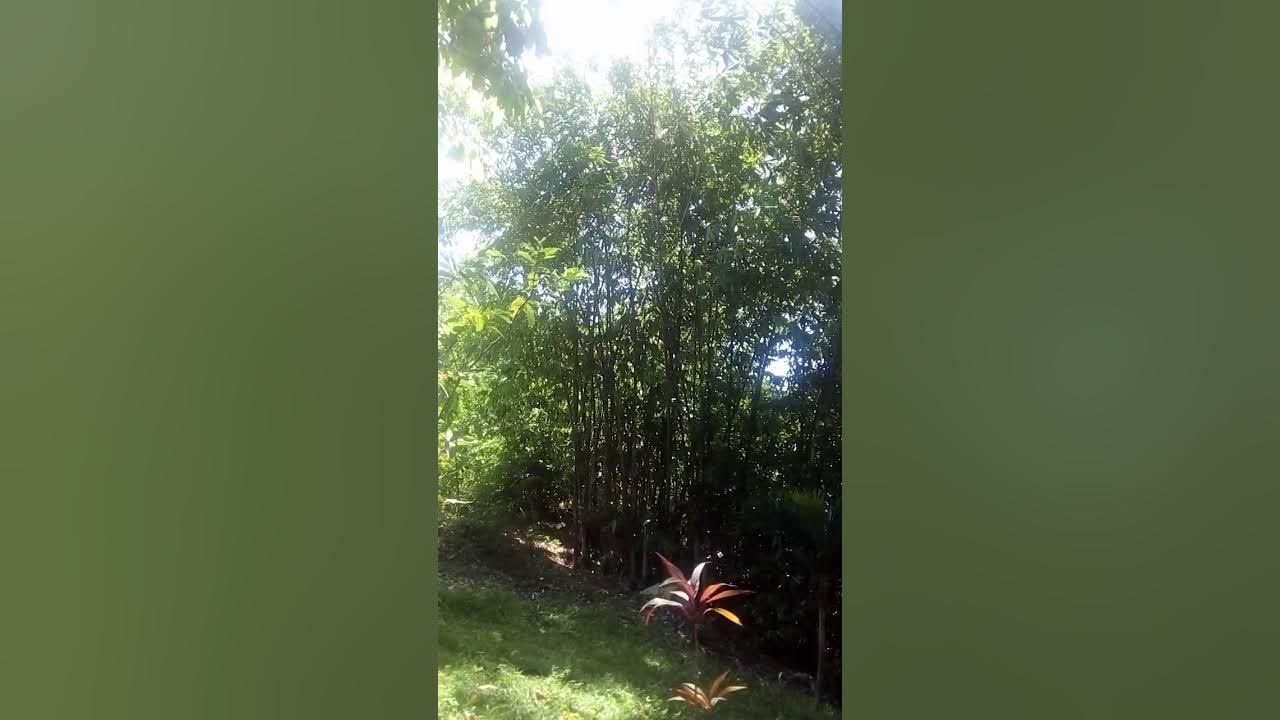 How to call the wind Whistle sound for Wind... YouTube