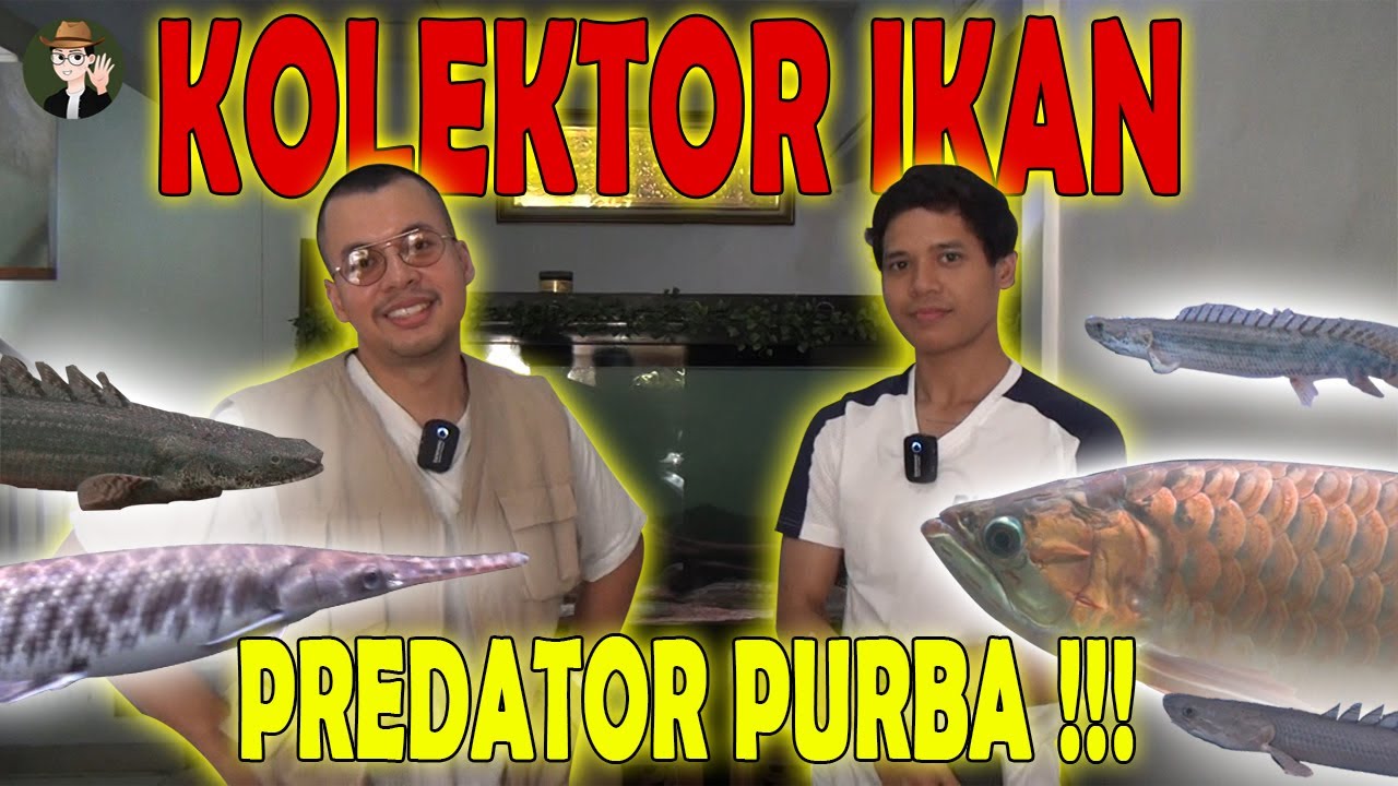 GREBEK BAPAK PALMAS INDONESIA !! KOLEKTOR IKAN PALMAS & IKAN PREDATOR PURBA ! ANCIENT FISH KEEPER