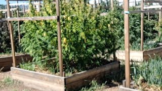 Live In The Garden Where Ganja Grows