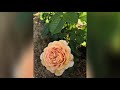 Розы из  &quot;подворье&quot; и питомник роз в Никитском. Бурманская кошка. саженцы роз