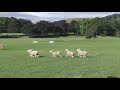 2st Day Welsh Nationals Sheepdog Trials 2018 - AM