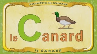 Multipédia Des Animaux. La Lettre C - Le Canard