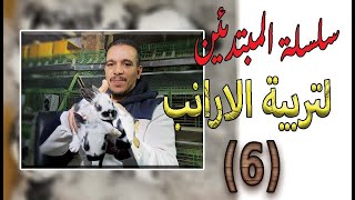 الارانب الممتنعةالخصوبة والتلقيح والعلامات والاختيار(6)