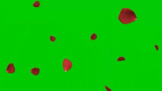 Green screen rose fx effect(animated)(HD). Green screen rose petals falling with sound.