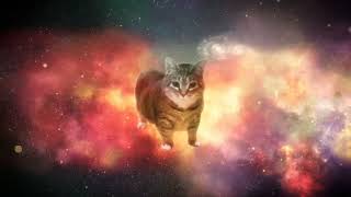 Olla Olla Spinning Cat B Boosted