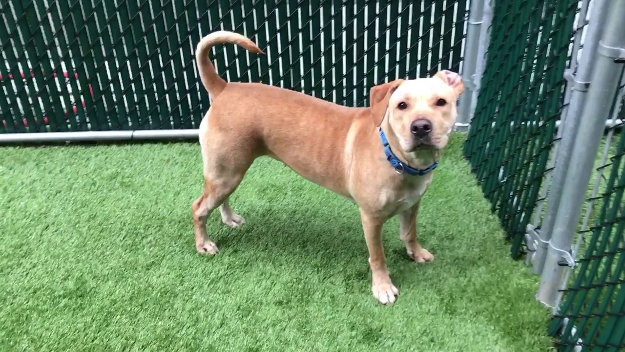 Shar Pei Lab Mix Is The Lab Pei Right For You