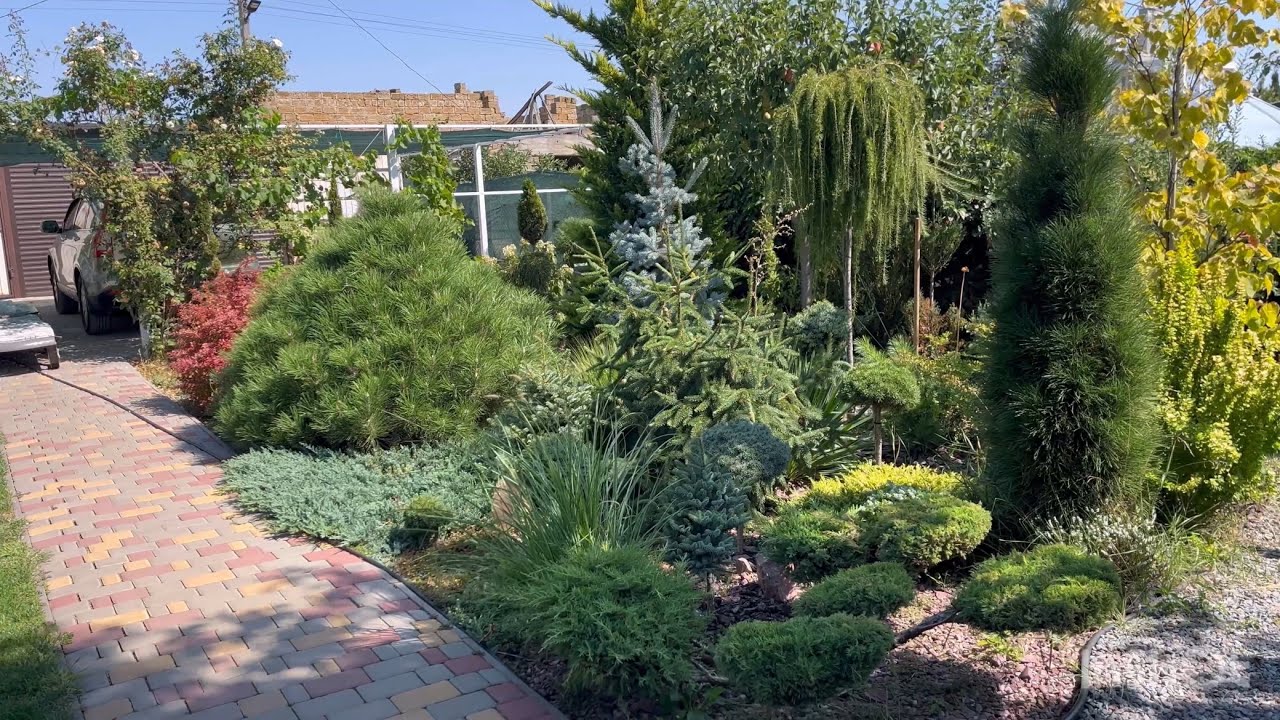 Какие хвойные растения  выдерживают южное пекло 🌞