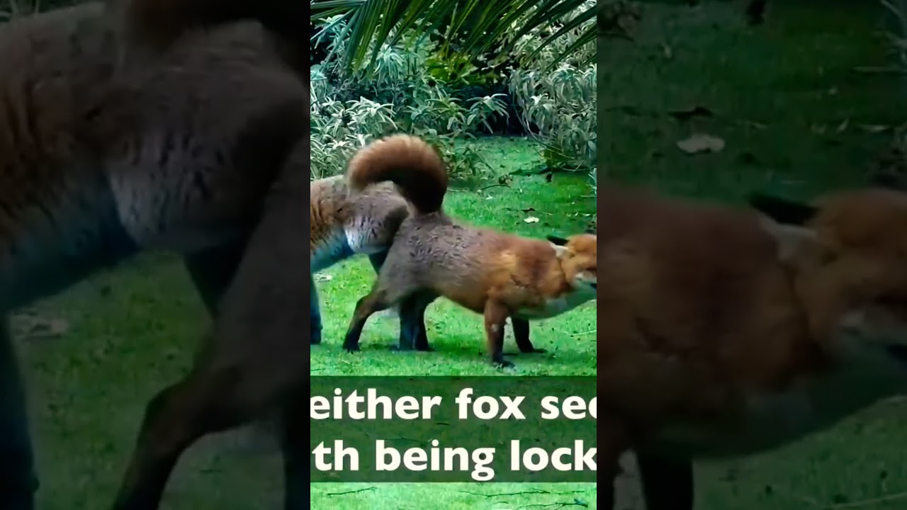 Fox mating 