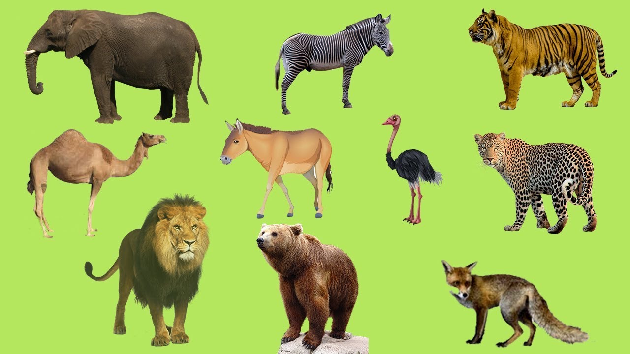 Animals Names In Telugu English