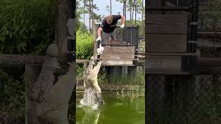 Feeding a massive crocodile!!!