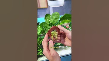 Cây thủy sinh siêu dễ trồng, lọc nước cực đỉnh cho hồ cá nhà bạn!#notashopvn #aquarium #fish